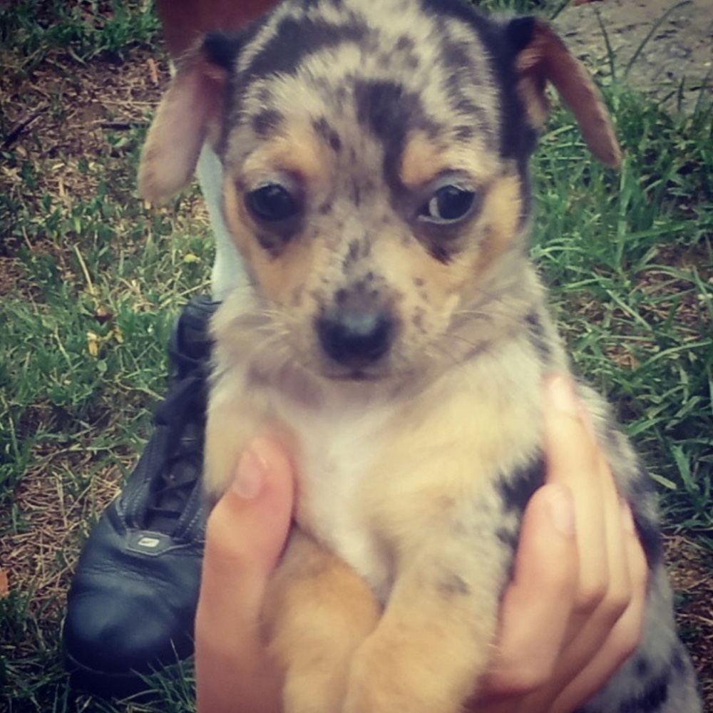 Meet your Posher, Dawson